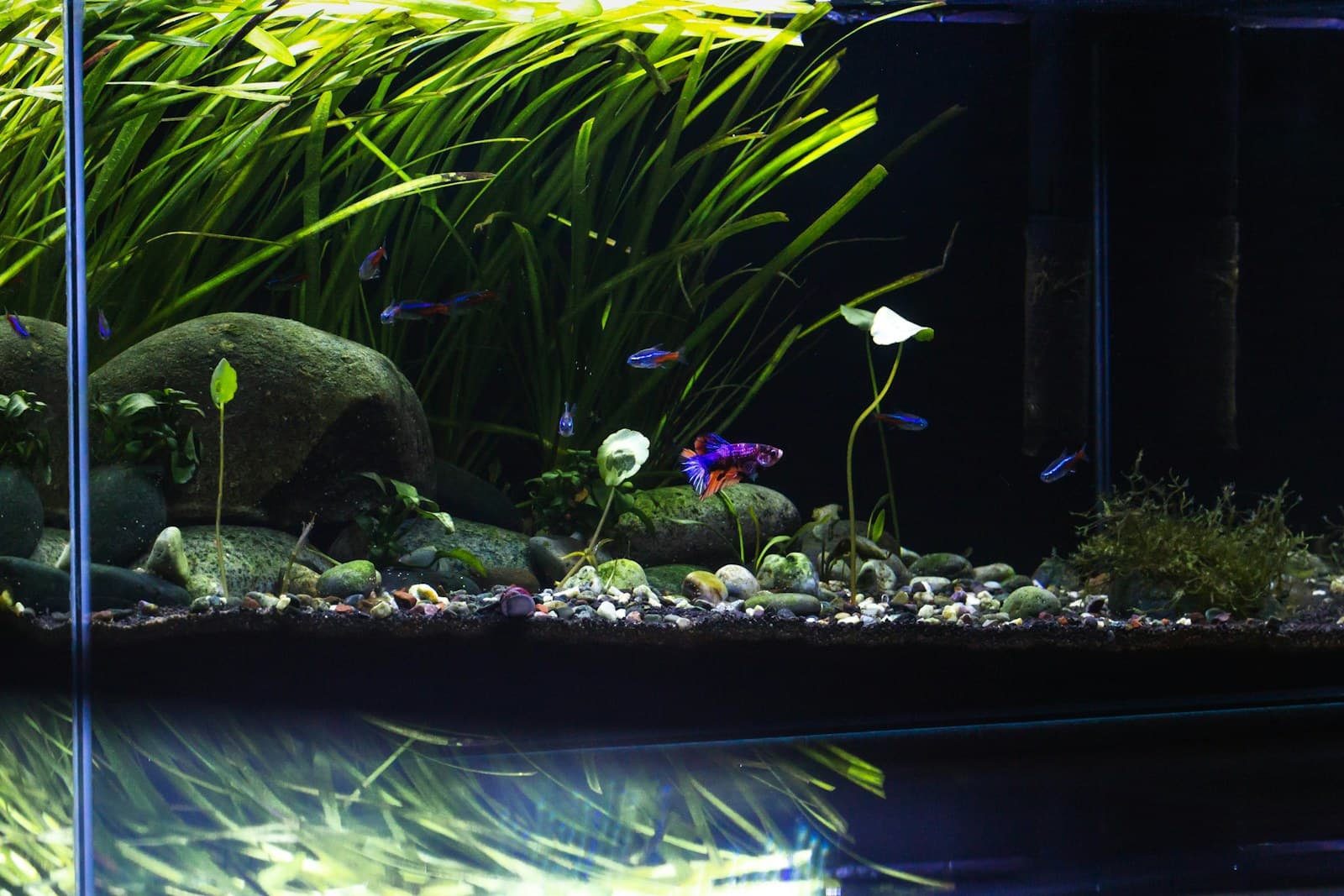 Real aquarium and aquatic life