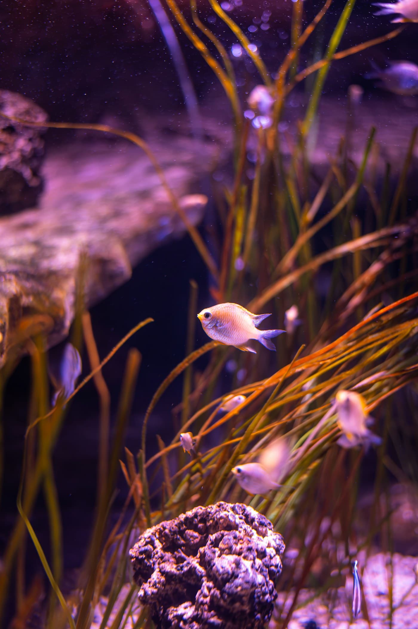 Fish and plants in an aquatic environment